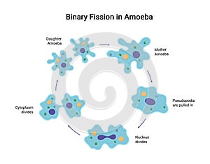 Binary fission in amoeba. Vector educational illustration photo